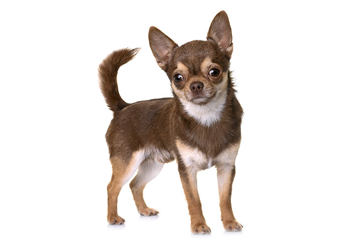 dog-profile